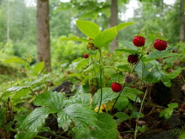 딸기 숲에서 — 스톡 사진