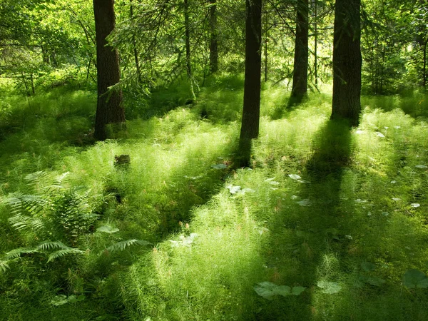 森の光と影 — ストック写真
