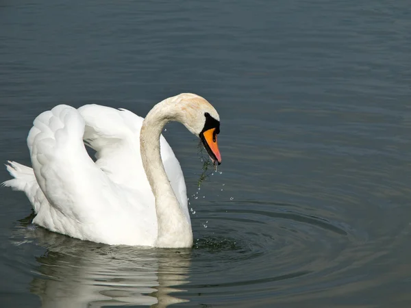 Beautiful swan, Cygnus olor — Stock Photo, Image
