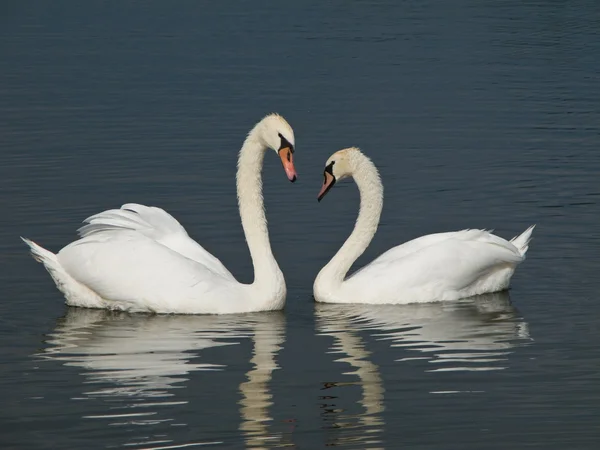 Two Swans, Cygnus olor — Stock Photo, Image