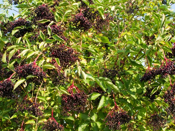 Ripe elderberry on bush — Stock Photo, Image