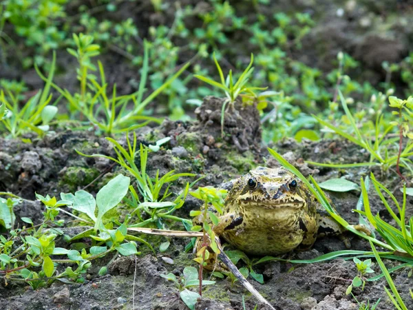 共通のカエル、rana temporaria — ストック写真