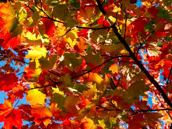 Bunte Ahornblätter im Herbst — Stockfoto