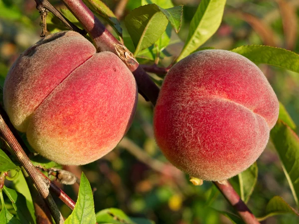 Peaches on tree — Stock Photo, Image