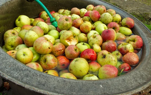 Apples in waterbath, organic farming — Stock Photo, Image