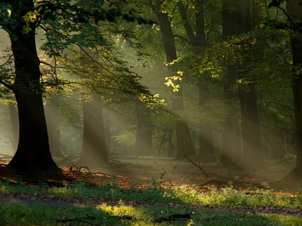童話の森 — ストック写真