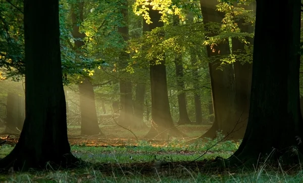 Fairytail forest — Stockfoto
