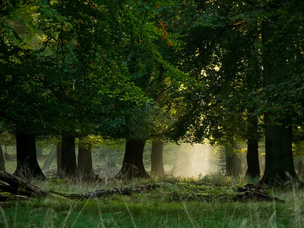 Fairytail skog — Stockfoto