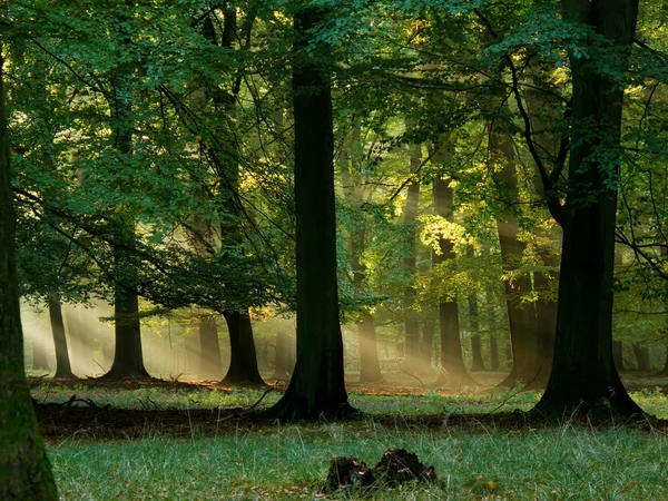Fairytail forest — Fotografie, imagine de stoc