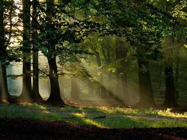 FairyTail lasu — Zdjęcie stockowe