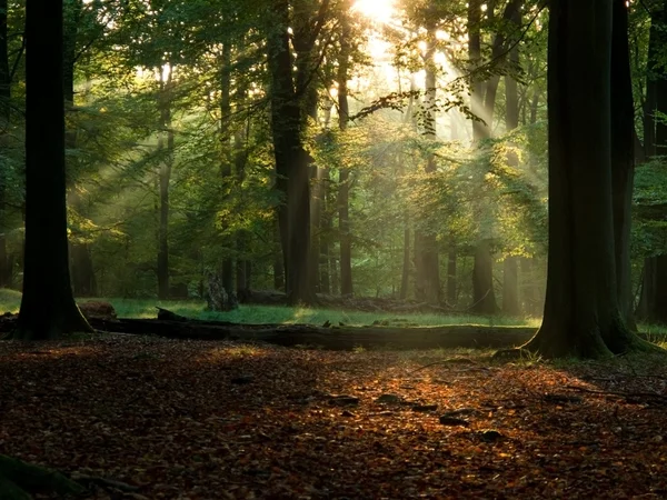 Fairytail forest — Fotografie, imagine de stoc