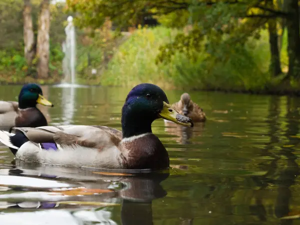 Mallards, wild ducks — Stock Photo, Image