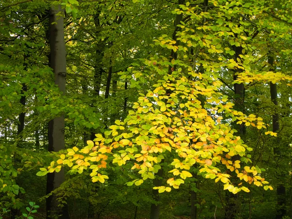 Gele beuken bladeren — Stockfoto