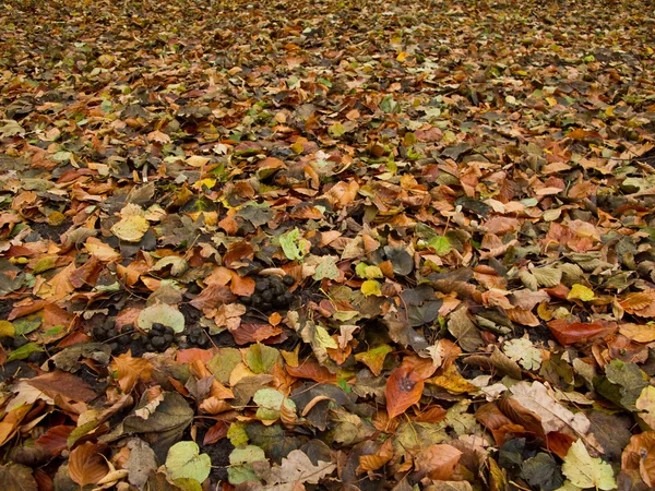 Lesní dno na podzim — Stock fotografie