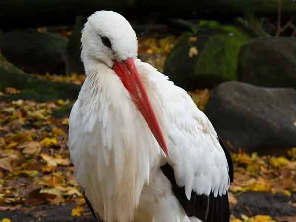 White stork, Ciconia ciconia — Stock Photo, Image