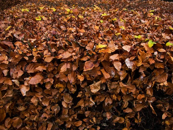 山毛榉秋天的树叶 — 图库照片