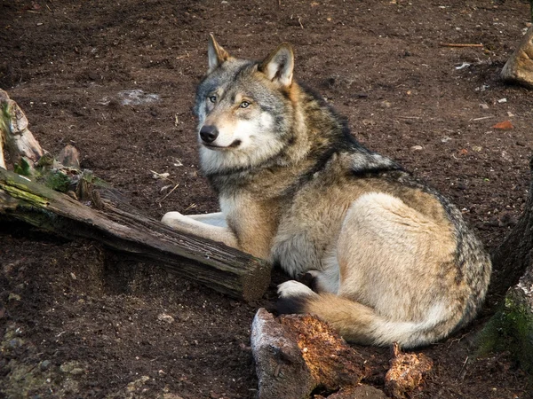 Lobo gris, Canis lupus — Foto de Stock