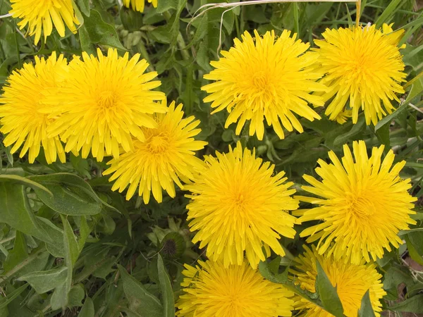 stock image Dandelion