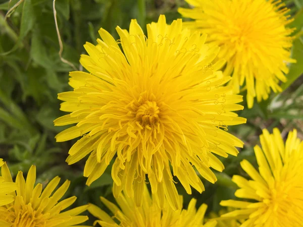 stock image Dandelion