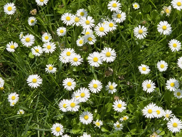 stock image Daisy flowers