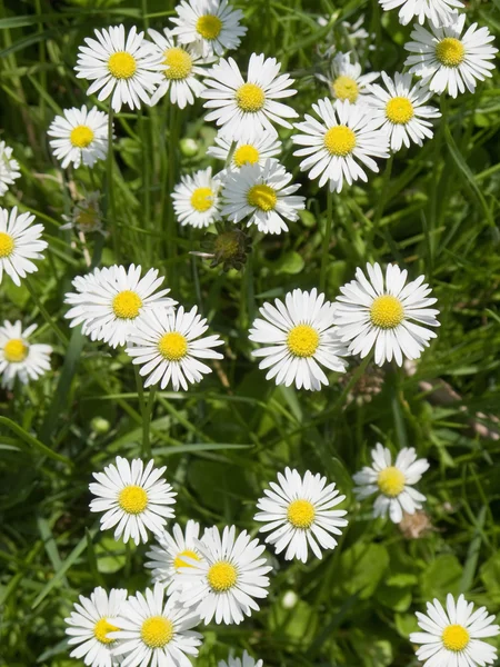 stock image Daisy flowers