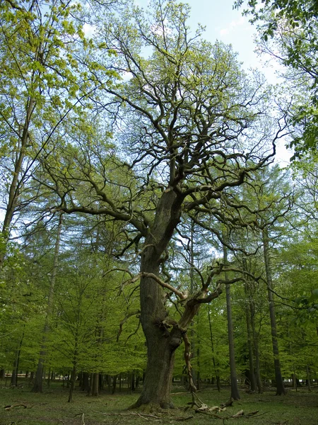 Vecchia quercia nella foresta — Foto Stock