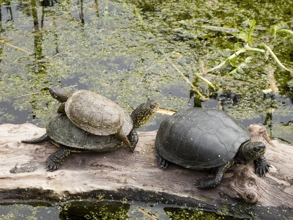 Mocsári teknős, teknősök, emys orbicularis Stock Fotó