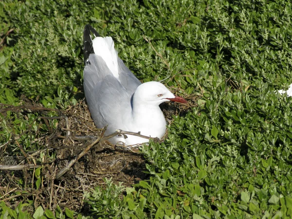 Silver gull on nest — Stock Photo, Image