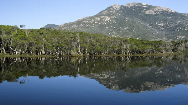 Lake and eucalyptus forest in australia — Stock Photo, Image