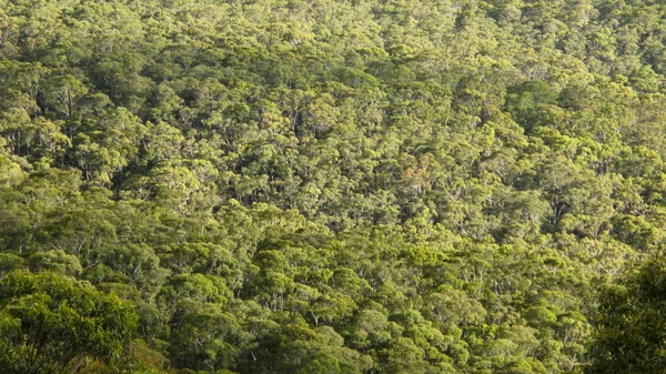 Eukaliptusz erdő felülről — Stock Fotó
