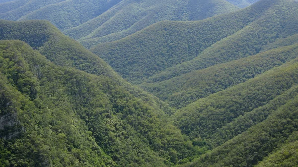 Лес и холмы Австралии — стоковое фото