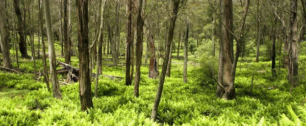 Eucalyptus skog och fern blad — Stockfoto
