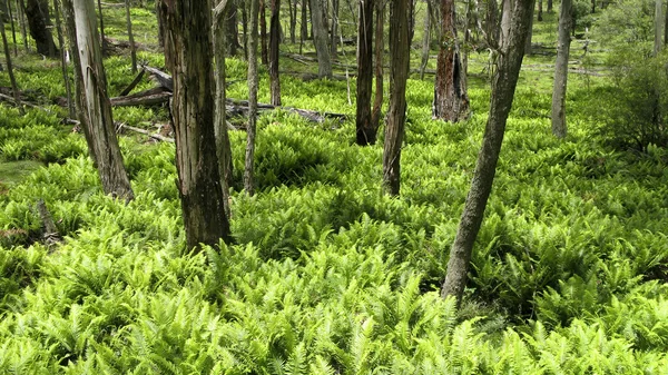 Liście eukaliptusa lasu i paproci — Zdjęcie stockowe