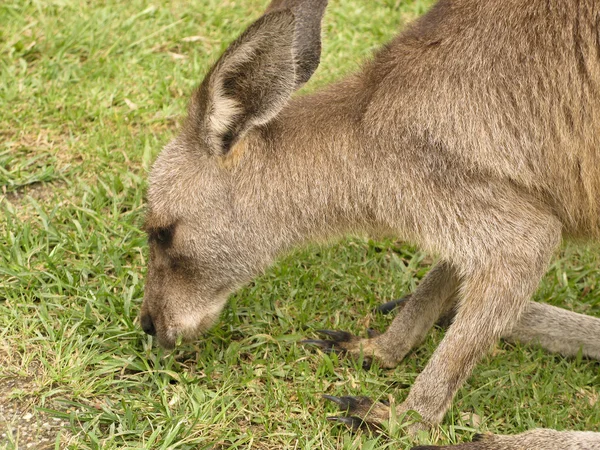 Kangur głowy — Zdjęcie stockowe