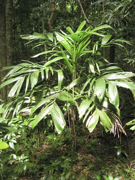 Bengala palma — Fotografia de Stock