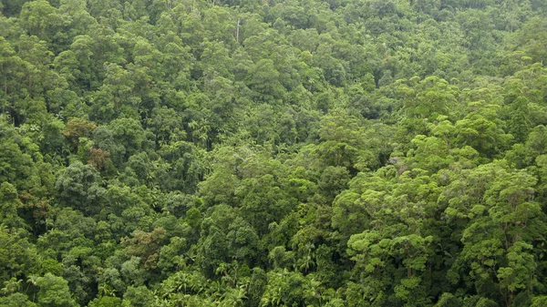 Cobertura da floresta tropical vista de cima — Fotografia de Stock