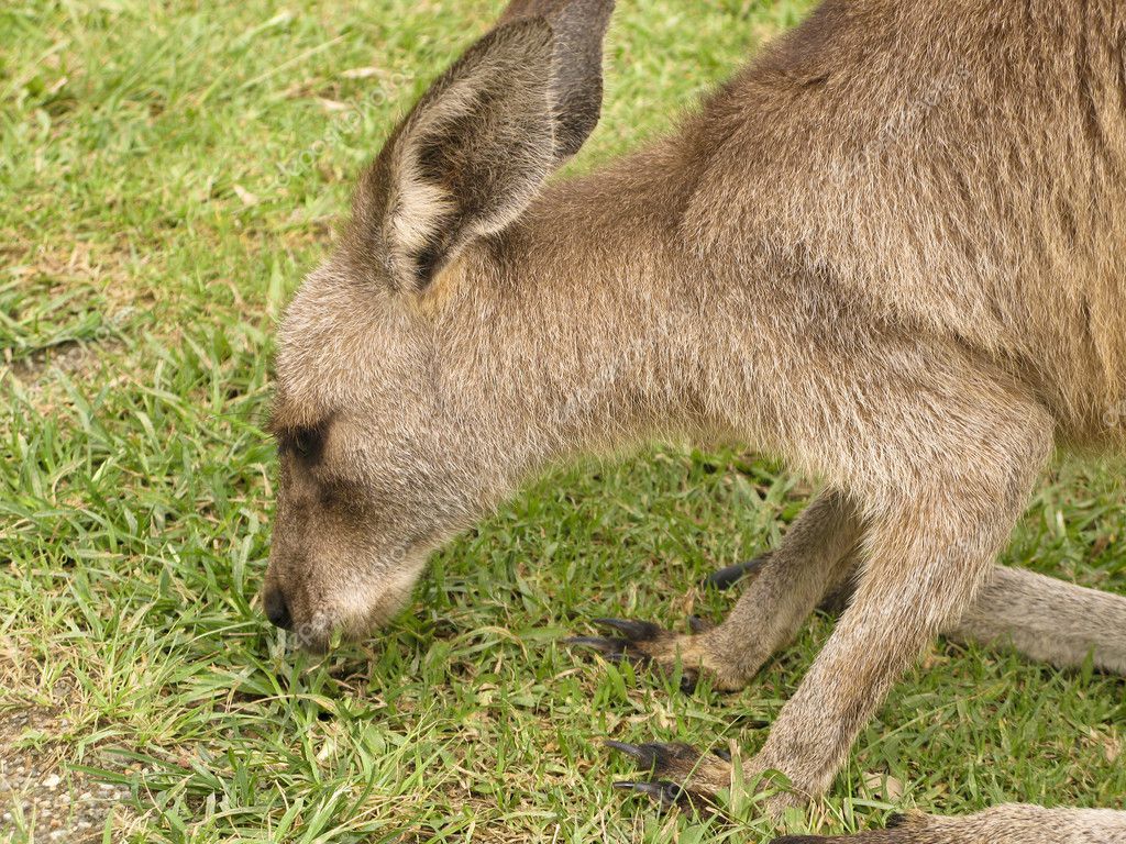 Kangaroo head — Stock Photo © Arrxxx 5917679