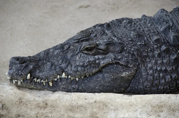 Портрет крокодила — стокове фото