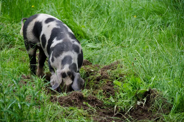 Schwein mit schwarzen Punkten — Stockfoto