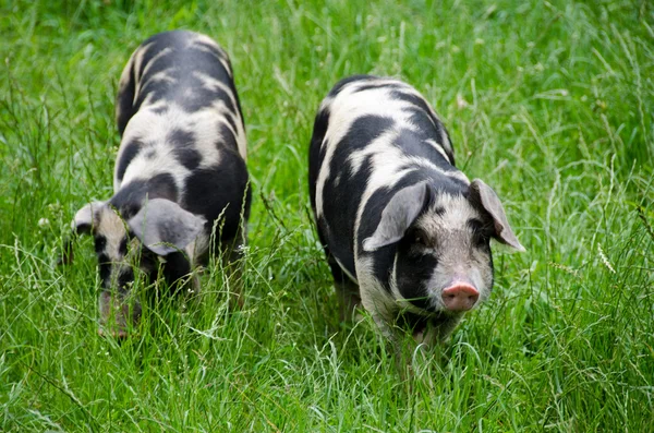 Zwei Schweine mit schwarzen Punkten — Stockfoto
