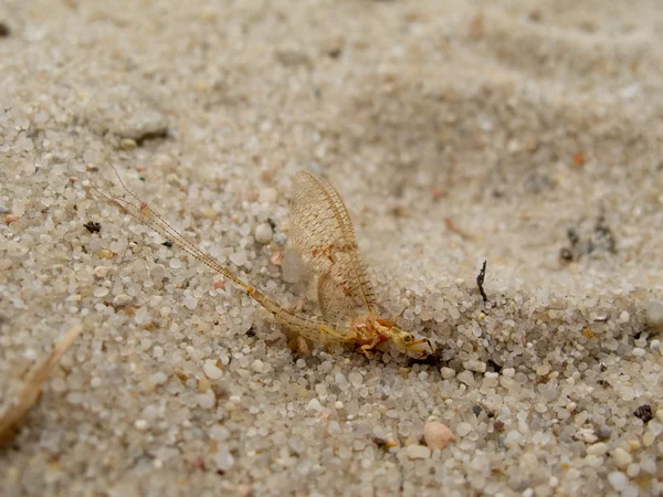 砂の上に座ってカゲロウ — ストック写真