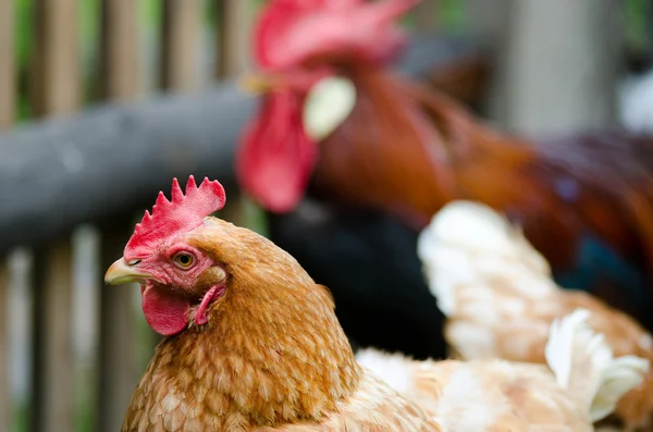 Huhn und Hahn — Stockfoto