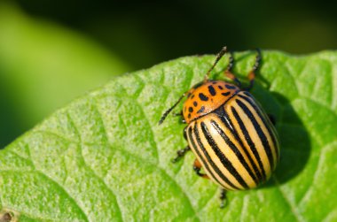 Colorado potato beetle clipart