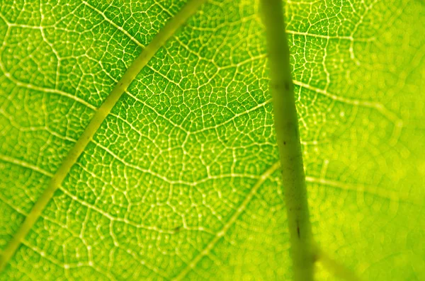 Closeuo de uma folha verde como fundo — Fotografia de Stock