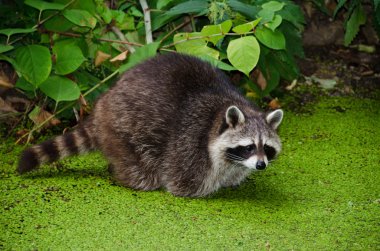 Racoon, Procyon lotor clipart