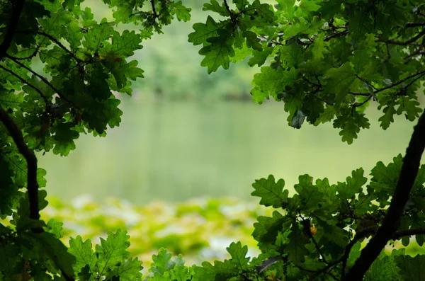 Natural frame nature background — Stock Photo, Image
