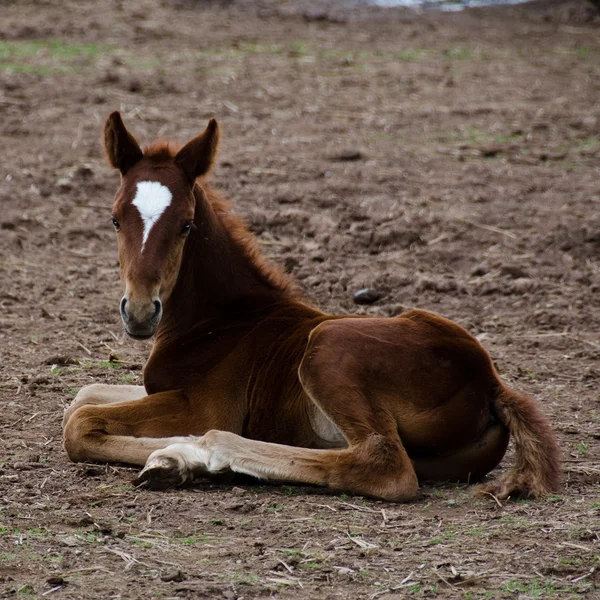 stock image Horse foal sitting on the ground