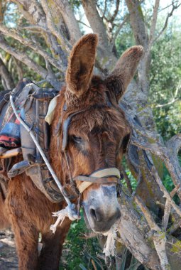 Caballo