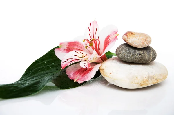 Three rocks, leaf and flower — Stock Photo, Image