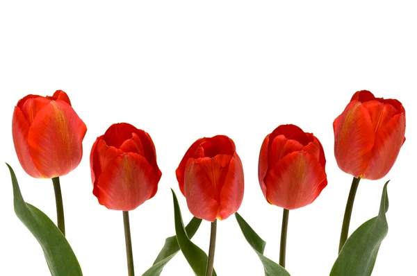 Cinco tulipas vermelhas — Fotografia de Stock